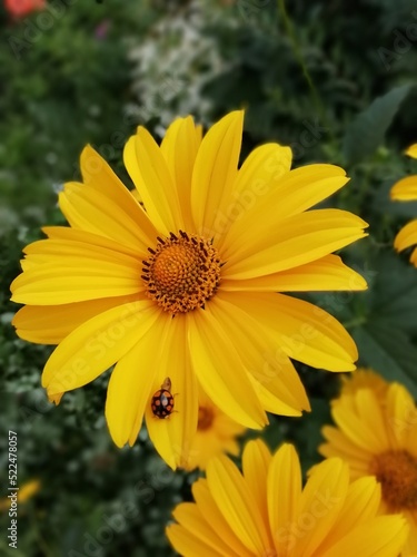 ladybug on yellow chamomile