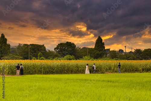 座間市　ひまわり畑