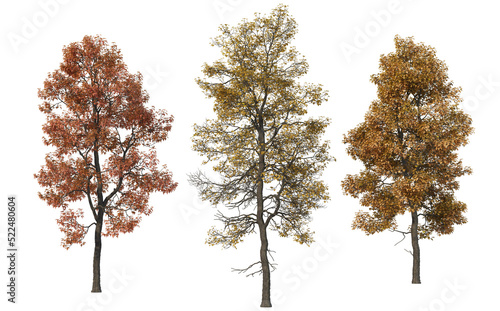 Autumn trees on a transparent background © jomphon