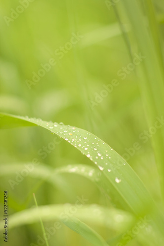 Raindrops on a grass leaf.