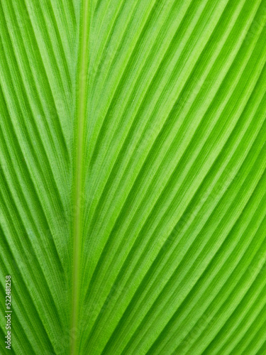 green leaf texture or background