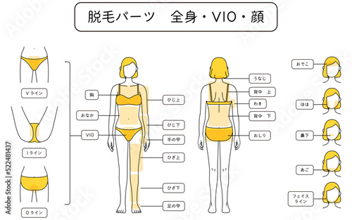 女性の脱毛イラスト　全身・VIO・顔