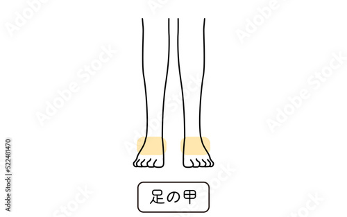 女性の脱毛イラスト　パーツ別、足の甲
