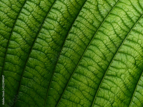 close up green leaf texture of Golden gardenia tree ( Gardenia sootepensis Hutch )