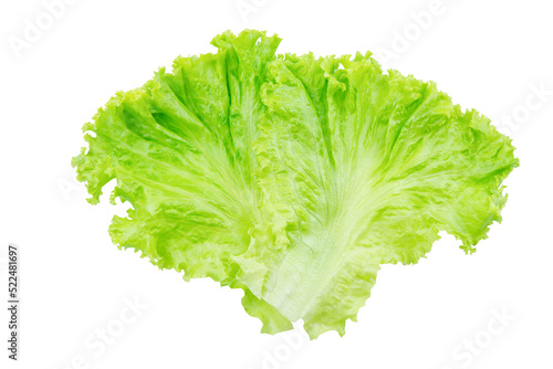 Lettuce. Salad leaf isolated on white background with clipping path