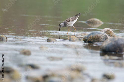 Lesser Yellow Legs wading in the Chemung River photo