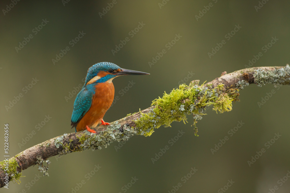 Eurasian Kingfisher, common kingfisher scientific name Alcedo atthis on a mossy branch Eurasian Kingfisher, common kingfisher scientific name Alcedo atthis on a mossy branch