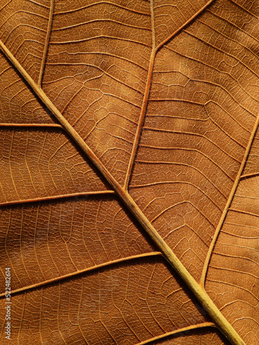 Konstfotografi brown teak leaf texture, macro shot