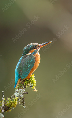 Eurasian Kingfisher, common kingfisher scientific name Alcedo atthis on a mossy branch