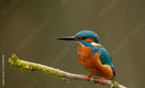 Eurasian Kingfisher, common kingfisher scientific name Alcedo atthis on a mossy branch