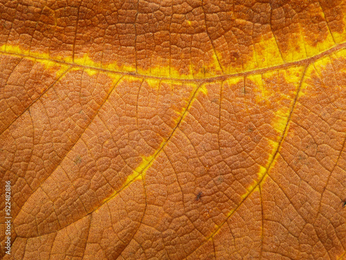 close up dry leaf texture   Hibiscus macrophyllus Roxb. ex Hornem  