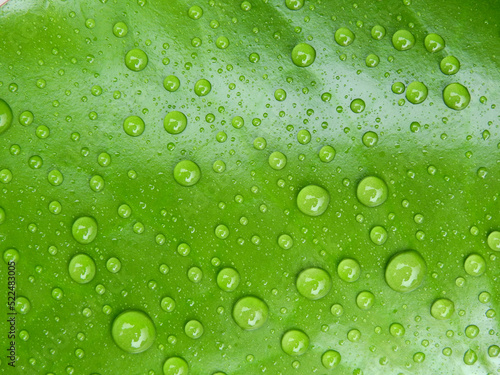 water drops on green lotus leaf texture