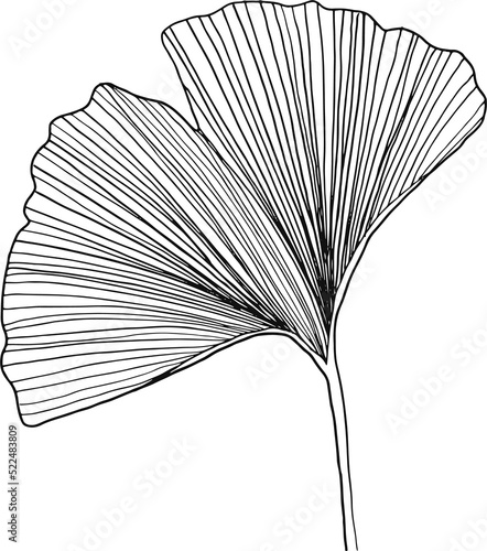 collection forest fern eucalyptus art foliage natural
leaves herbs inline style. Decorative beauty, elegant illustration 
Vector Flower Botanical