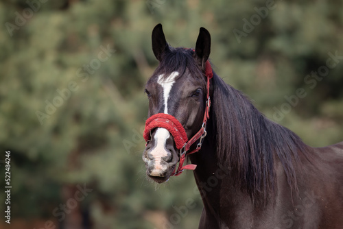 Horse head  beautiful domestic animal  horse bridle  harness worn over the head. Horse used as a driving school for young people and children. Horse in winter on the pasture  on the paddock
