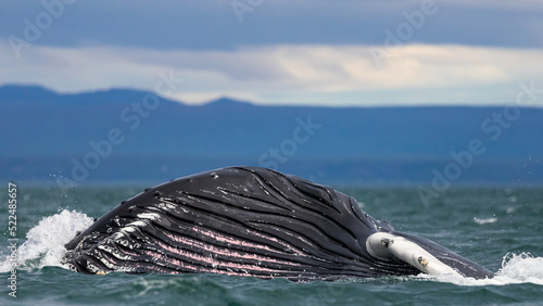Fototapeta Naklejka Na Ścianę i Meble -  Humpback whales in Iceland, summer feeding ground, lunge feeding on the side 