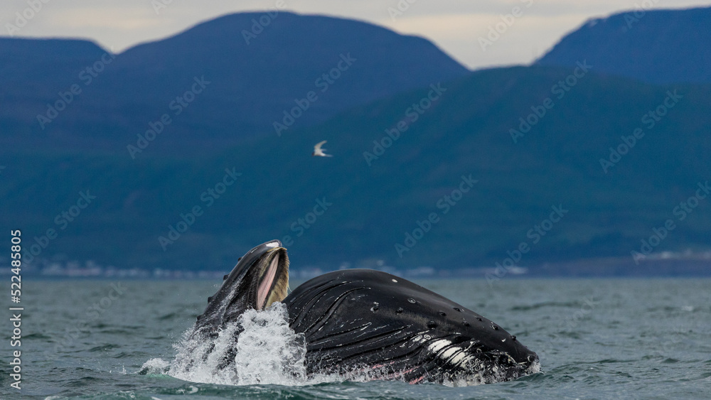 Fototapeta premium Humpback whales in Iceland, summer feeding ground, lunge feeding on the side 