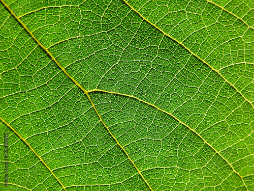 close up green leaf of Bastard teak ( Butea monosperma )