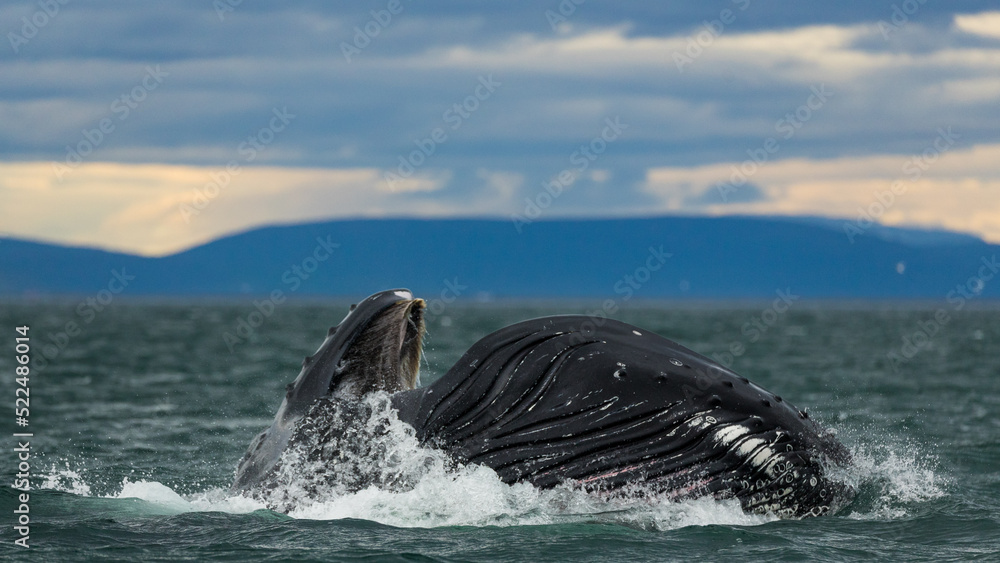 Fototapeta premium Humpback whales in Iceland, summer feeding ground, lunge feeding on the side 