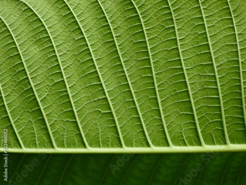 under the close up green leaf texture of Golden gardenia tree ( Gardenia sootepensis Hutch )