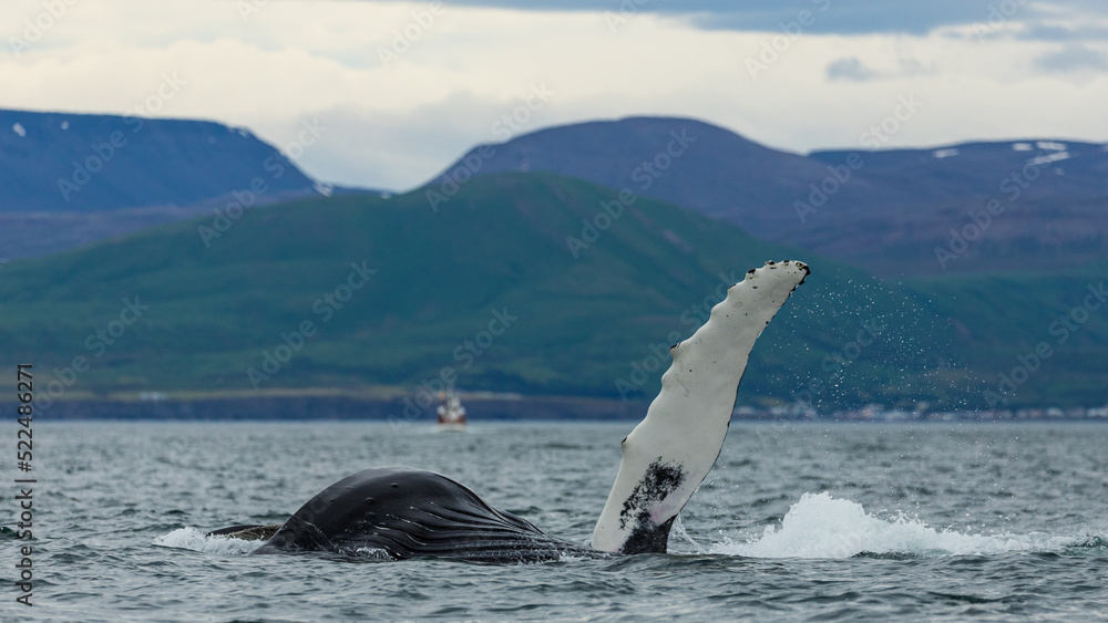 Obraz premium Humpback whales in Iceland, summer feeding ground, lunge feeding on the side