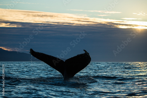 Humpback whales in Iceland, summer feeding ground, lunge feeding on the side  © Rui