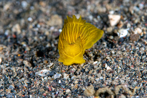 Bild auf Leinwand A rare nudibranch (sea slug) -  Gymnodoris sp