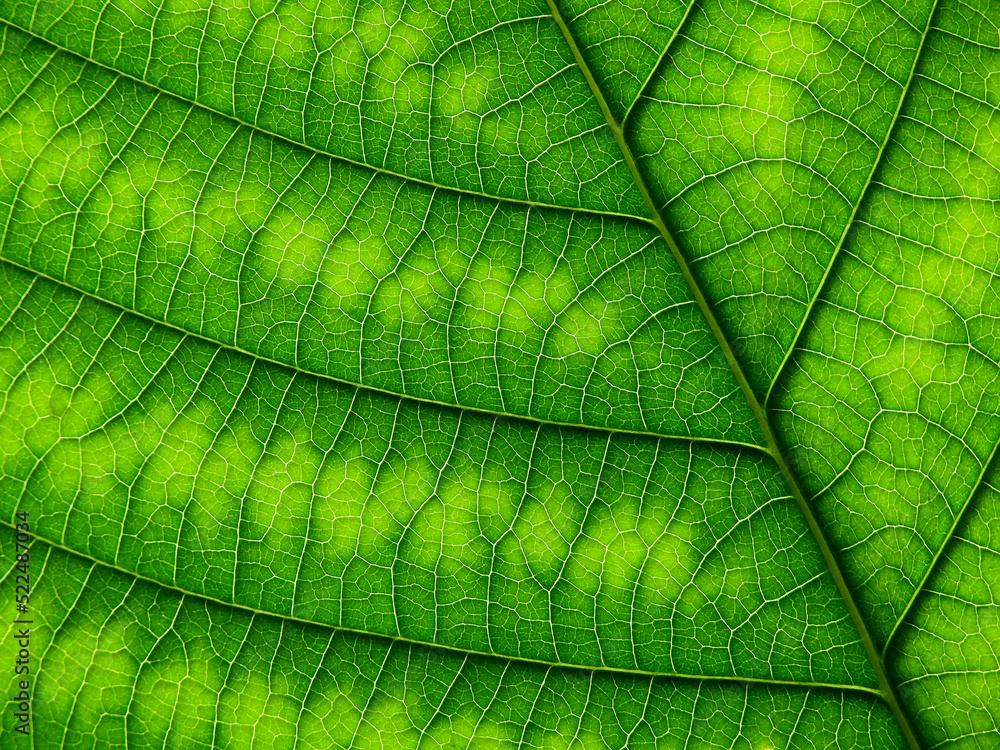 close up green leaf texture of Golden gardenia tree ( Gardenia sootepensis Hutch ) close up green leaf texture of Golden gardenia tree ( Gardenia sootepensis Hutch )
