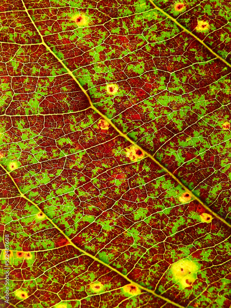 Obraz premium close up autumn leaf texture, Sea almond leaf ( Terminalia catappa L. )