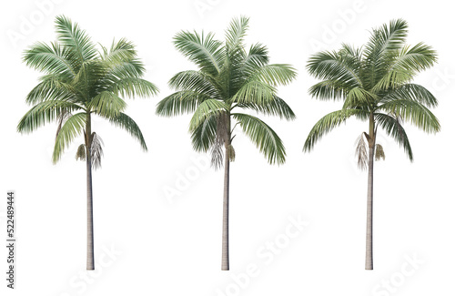 palm and coconut on a transparent background