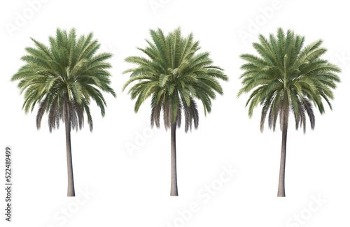 palm and coconut on a transparent background