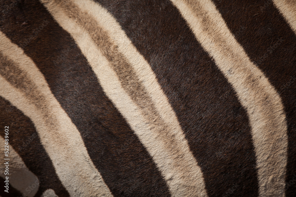 zebra skin texture zebra skin texture