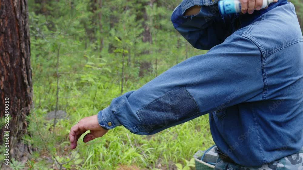 Faceless aged man in jeans jacket spraying his clothes with tick and mosquito repellent in forest. Forester, mushroom, berry picker protects himself from insects with liquid remedy in woodland Faceless aged man in jeans jacket spraying his clothes with tick and mosquito repellent in forest. Forester, mushroom, berry picker protects himself from insects with liquid remedy in woodland