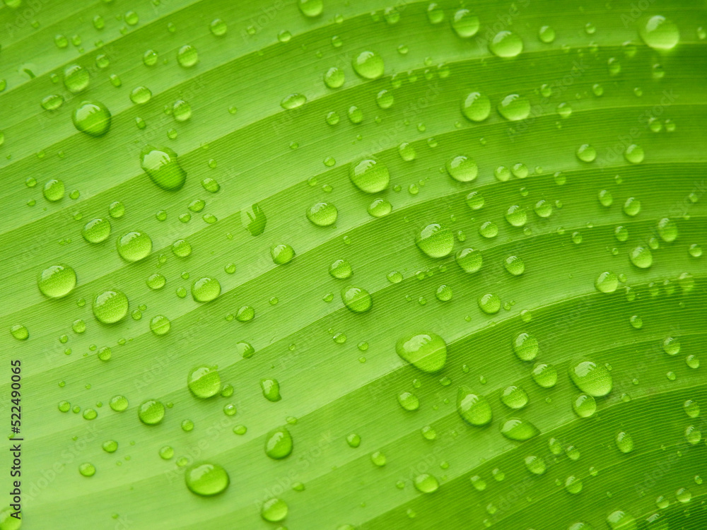 water drops on green banana leaf texture, macro shot of nature