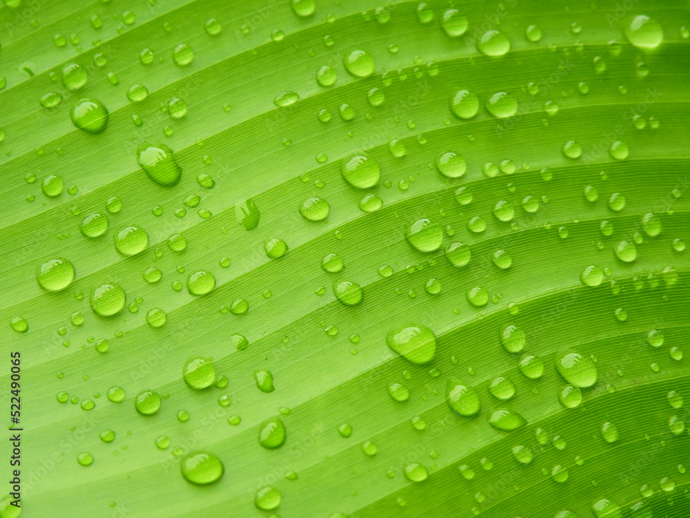 water drops on green banana leaf texture, macro shot of nature water drops on green banana leaf texture, macro shot of nature