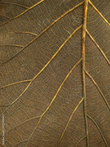 close up wet dry autumn leaf texture ( teak leaf ) © srckomkrit