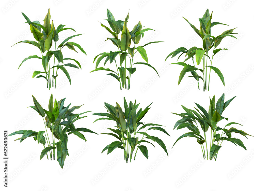 Fototapeta premium Tropical plants on a transparent background