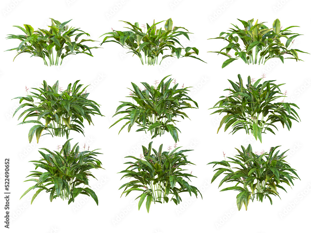 Tropical plants on a transparent background Tropical plants on a transparent background