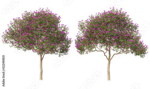 Trees with pink blossoms on a transparent background