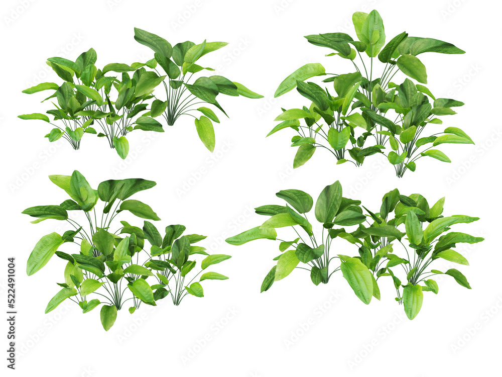 Tropical plants on a transparent background Tropical plants on a transparent background