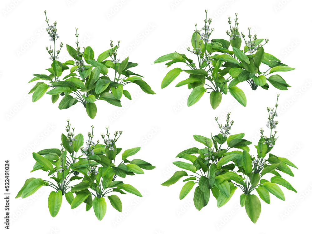 Tropical plants on a transparent background Tropical plants on a transparent background