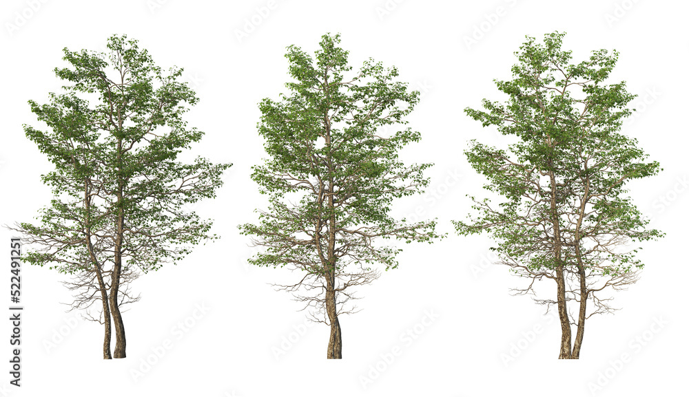 Fototapeta premium Tree on transparent background