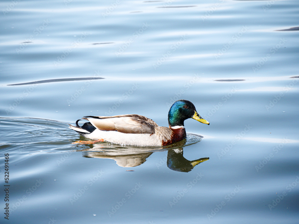 Obraz premium 鏡カモ