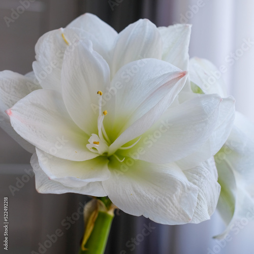 Fototapeta Naklejka Na Ścianę i Meble -  Beautiful blooming white amaryllis with blurred window in background.	