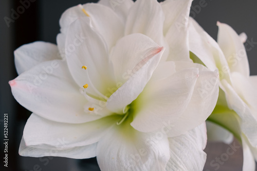 Beautiful blooming white amaryllis on the blurred gray background. 