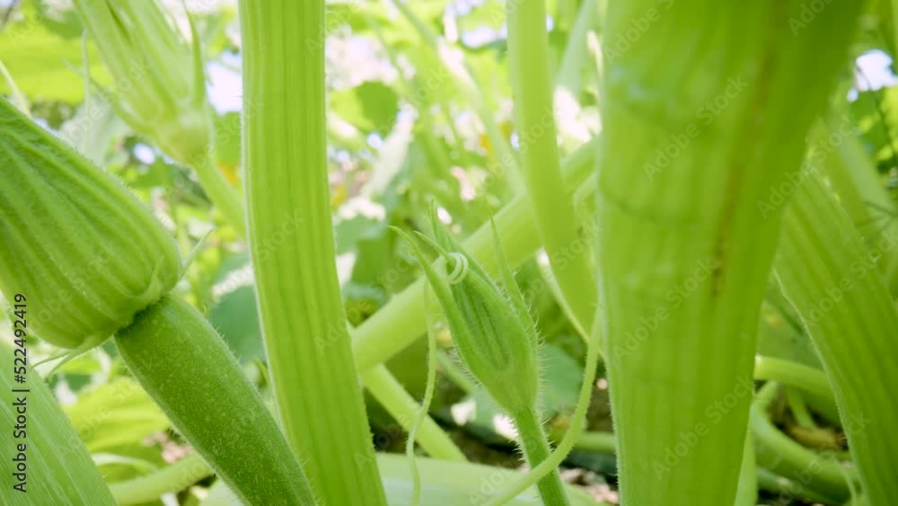 Green zucchini bushes with young fruits, stems and leaves. Macro shot of closed flower bud entwined with curly tendril. Growing zucchini in garden beds. Farming outdoors on summer sunny day. Close up. Green zucchini bushes with young fruits, stems and leaves. Macro shot of closed flower bud entwined with curly tendril. Growing zucchini in garden beds. Farming outdoors on summer sunny day. Close up.