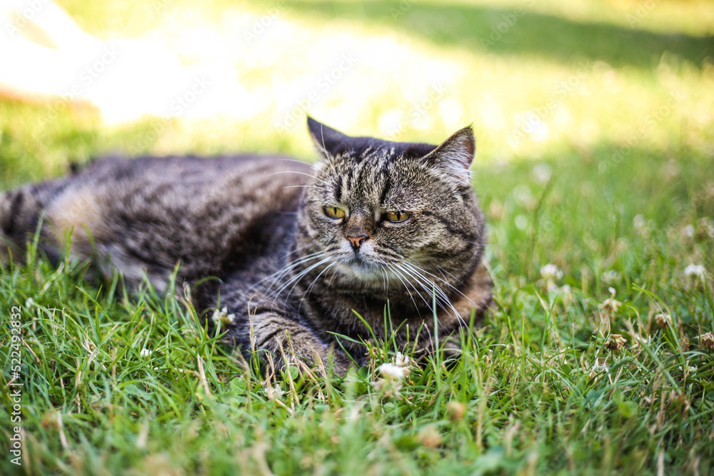 A dark-colored cat lies on the green grass on a sunny summer day
