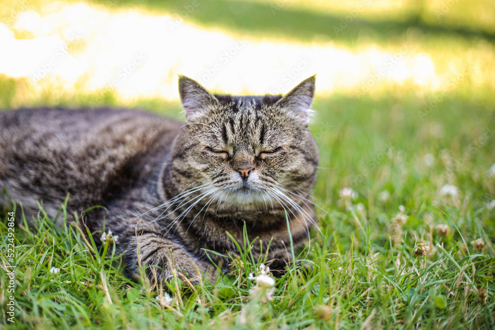 A dark-colored cat sleeps on the green grass on a summer sunny day