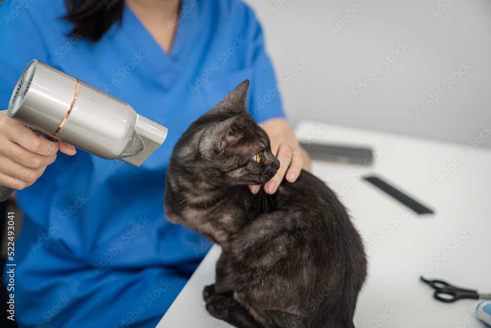 Care for cat. Cat grooming in pet beauty salon vet  groomer dries for the cat.