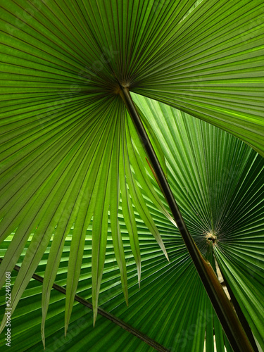green palm leaf of white backed palm (Kerriodoxa elegans) photo