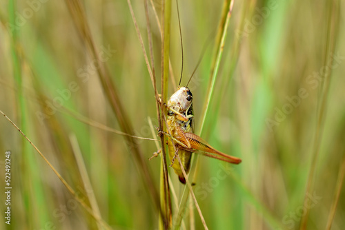 A brown grasshopper clings to a grass stalk with its paws.